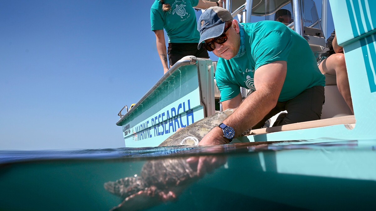 Sea turtle conservancy
